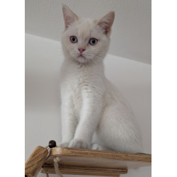 Gatito British Shorthair Cream Point — Belleza Felina con Toques de Crema y Carácter Dulce