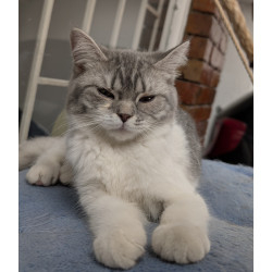 Hermosa Gatita British Shorthair Bicolor Blue & White Tabby — ¡Ideal para Tu Hogar!