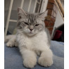 Hermosa Gatita British Shorthair Bicolor Blue & White Tabby — ¡Ideal para Tu Hogar!