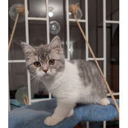 Hermosa Gatita British Shorthair Bicolor Blue & White Tabby — ¡Ideal para Tu Hogar!