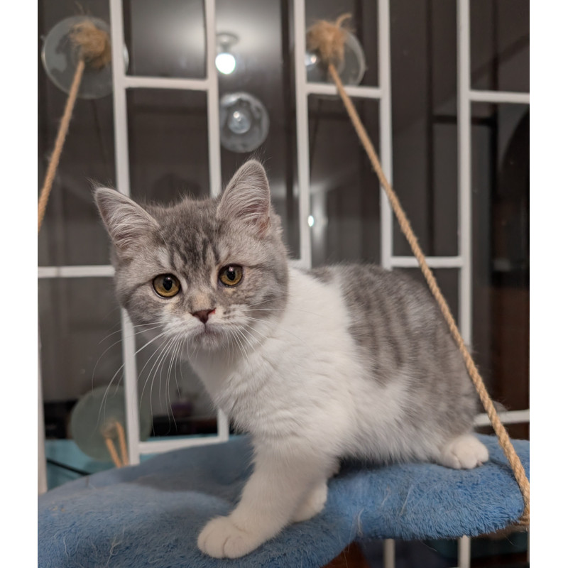 Hermosa Gatita British Shorthair Bicolor Blue & White Tabby — ¡Ideal para Tu Hogar!
