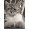 Hermosa Gatita British Shorthair Bicolor Blue & White Tabby — ¡Ideal para Tu Hogar!