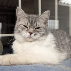 Hermosa Gatita British Shorthair Bicolor Blue & White Tabby — ¡Ideal para Tu Hogar!