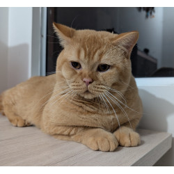 Chronos — Impresionante Gatito Rojo Sólido British Shorthair con Pedigree