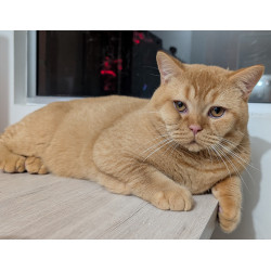 Chronos — Impresionante Gatito Rojo Sólido British Shorthair con Pedigree