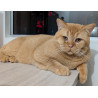 Chronos — Impresionante Gatito Rojo Sólido British Shorthair con Pedigree