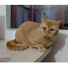 Chronos — Impresionante Gatito Rojo Sólido British Shorthair con Pedigree
