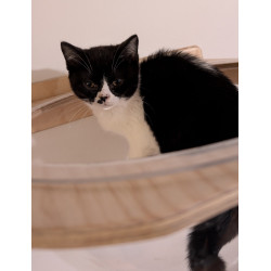 Hermoso Gatito British Shorthair Bicolor Black & White— ¡Ideal para Tu Hogar!