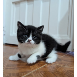 Hermoso Gatito British Shorthair Bicolor Black & White— ¡Ideal para Tu Hogar!