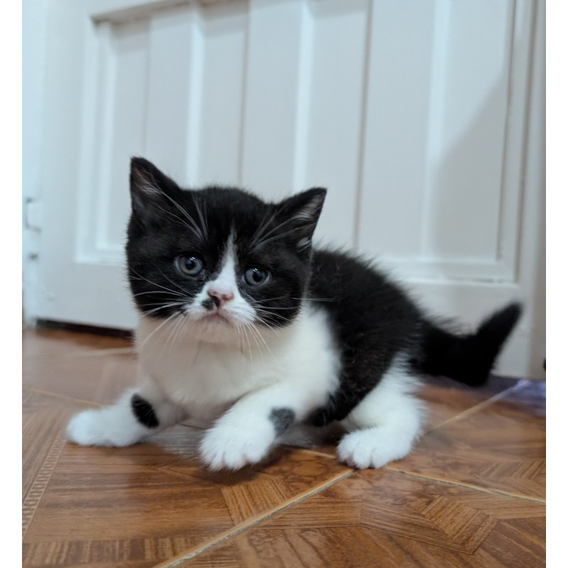 Hermoso Gatito British Shorthair Bicolor Black & White— ¡Ideal para Tu Hogar!