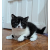Hermoso Gatito British Shorthair Bicolor Black & White— ¡Ideal para Tu Hogar!