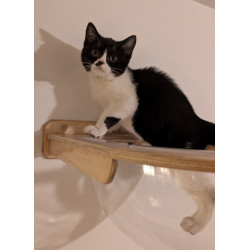 Hermoso Gatito British Shorthair Bicolor Black & White— ¡Ideal para Tu Hogar!