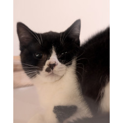 Hermoso Gatito British Shorthair Bicolor Black & White— ¡Ideal para Tu Hogar!