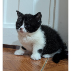 Hermoso Gatito British Shorthair Bicolor Black & White— ¡Ideal para Tu Hogar!