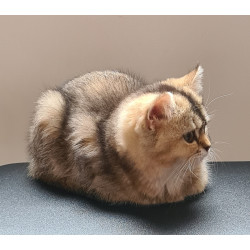 Conoce a Eva: belleza felina Black Ticket Torbie, orgullo de Tumichi.co