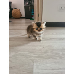 Conoce a Eva: belleza felina Black Ticket Torbie, orgullo de Tumichi.co