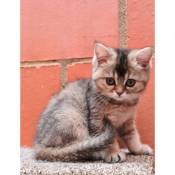 Conoce a Eva: belleza felina Black Ticket Torbie, orgullo de Tumichi.co