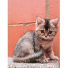 Conoce a Eva: belleza felina Black Ticket Torbie, orgullo de Tumichi.co