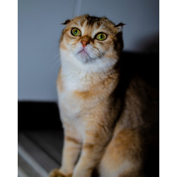 Caramel