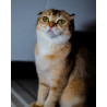 Caramel