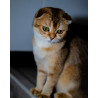 Caramel