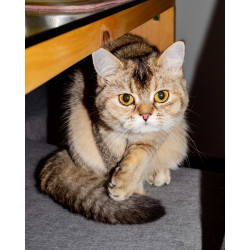 Conoce a Eva: belleza felina Black Ticket Torbie, orgullo de Tumichi.co