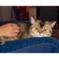 Conoce a Eva: belleza felina Black Ticket Torbie, orgullo de Tumichi.co