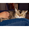 Conoce a Eva: belleza felina Black Ticket Torbie, orgullo de Tumichi.co