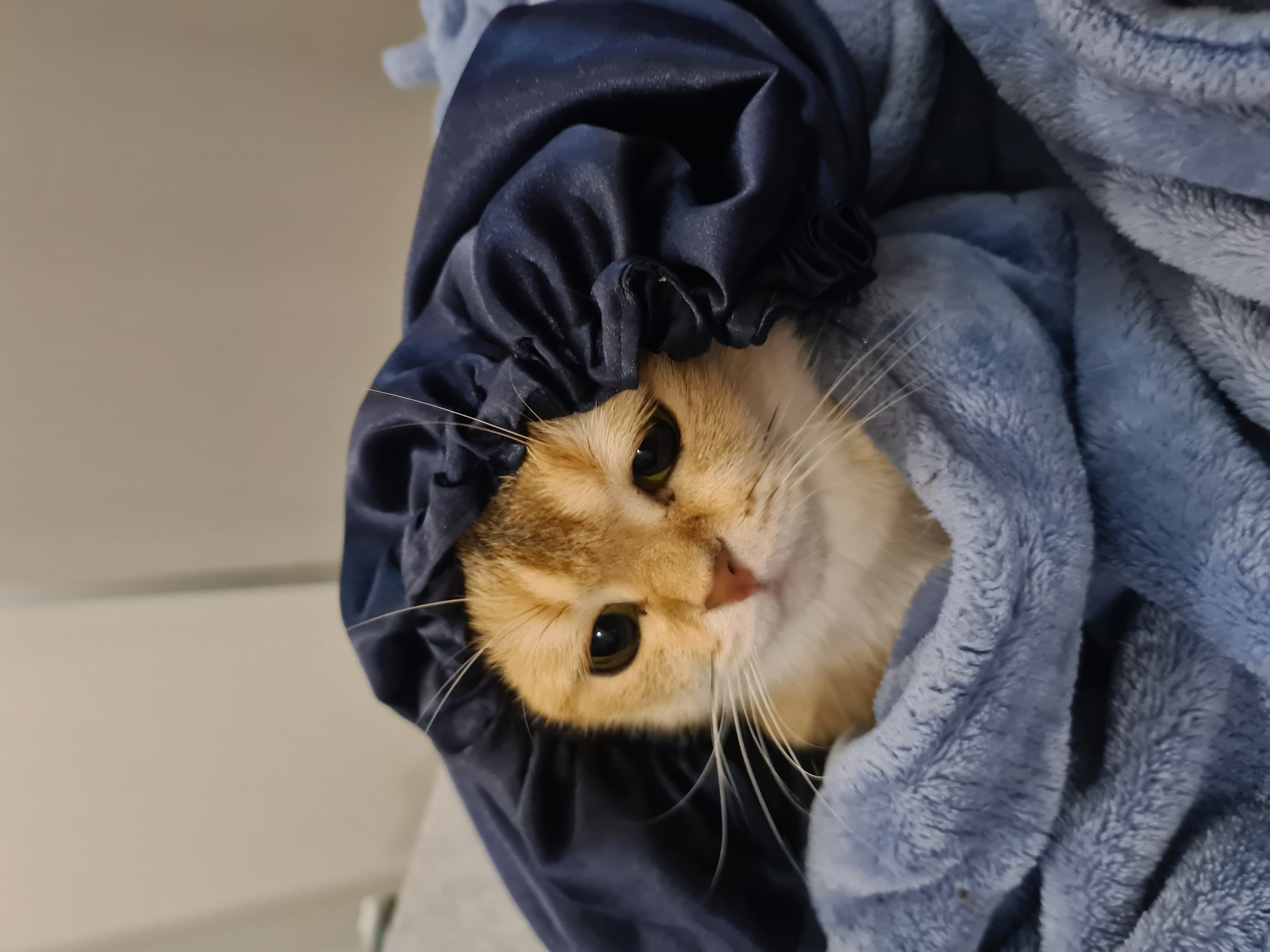 Scottish British Gatitos Shorthair