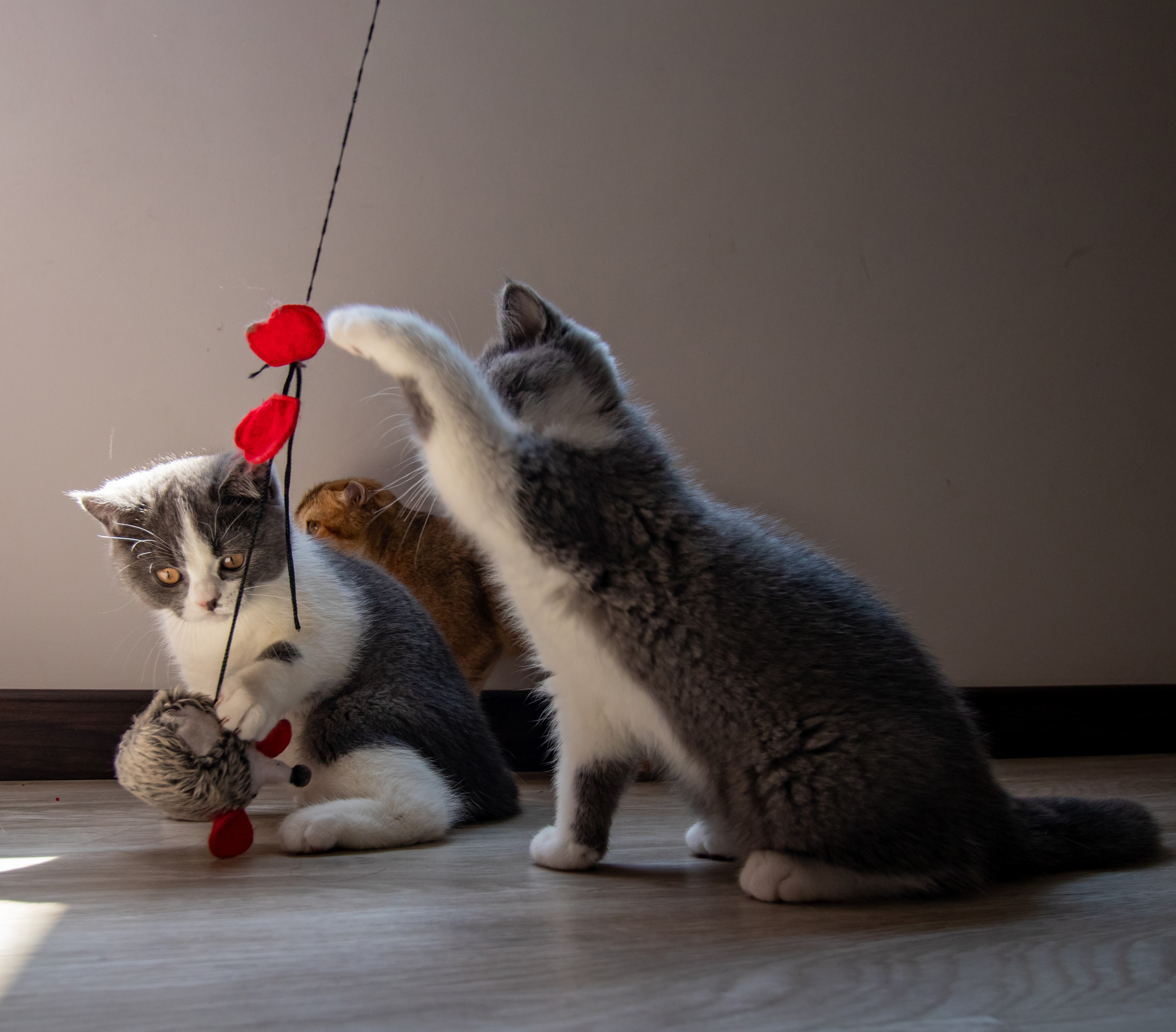 Gatos Britanicos