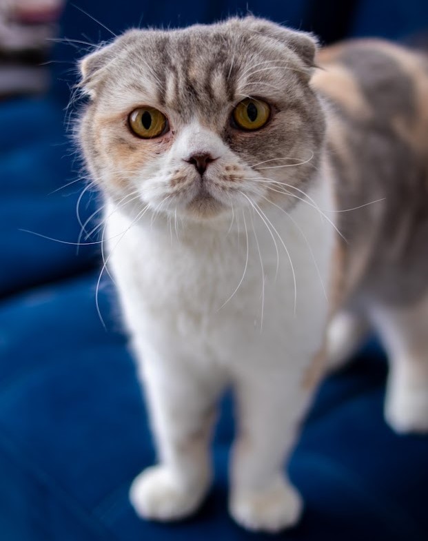 Gatos Scottish