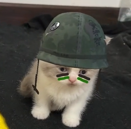 Gatos British