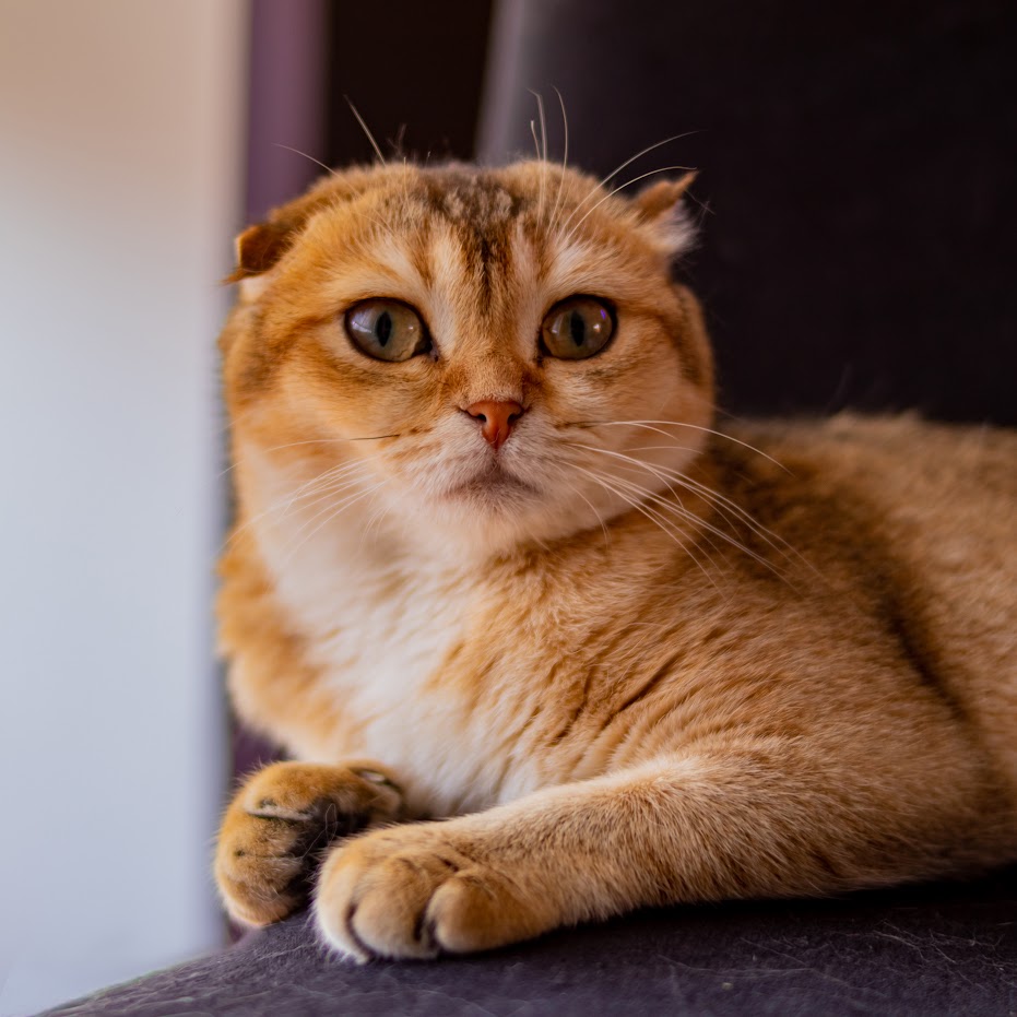 Gatos Scottish