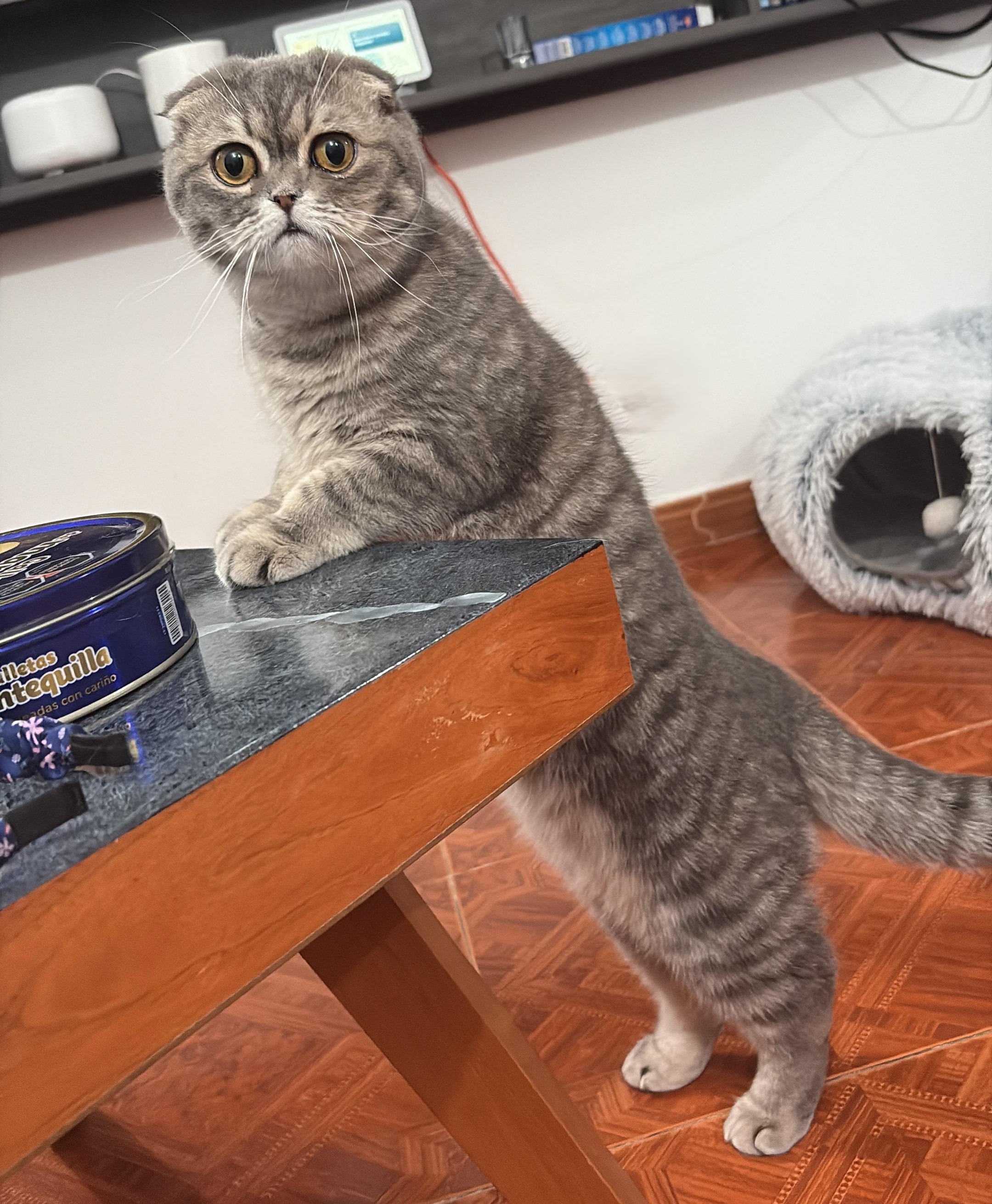 ScottishFold