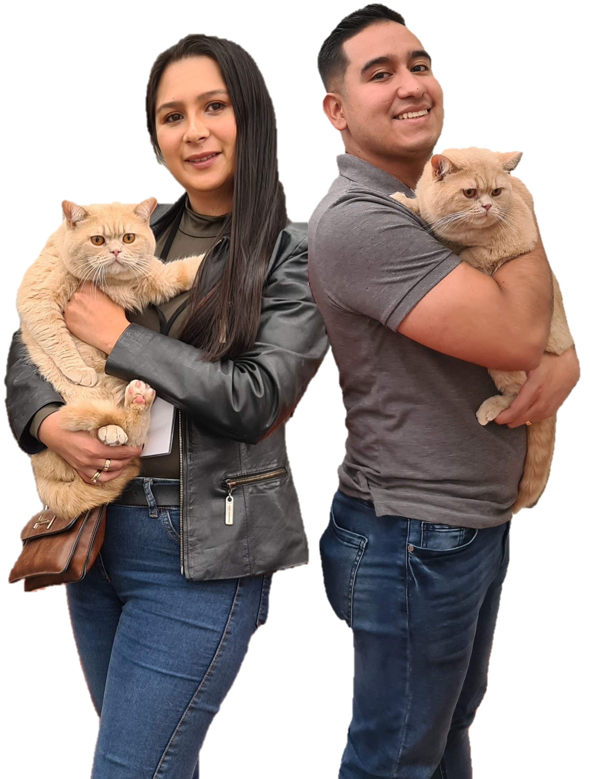GatitosBritanicos