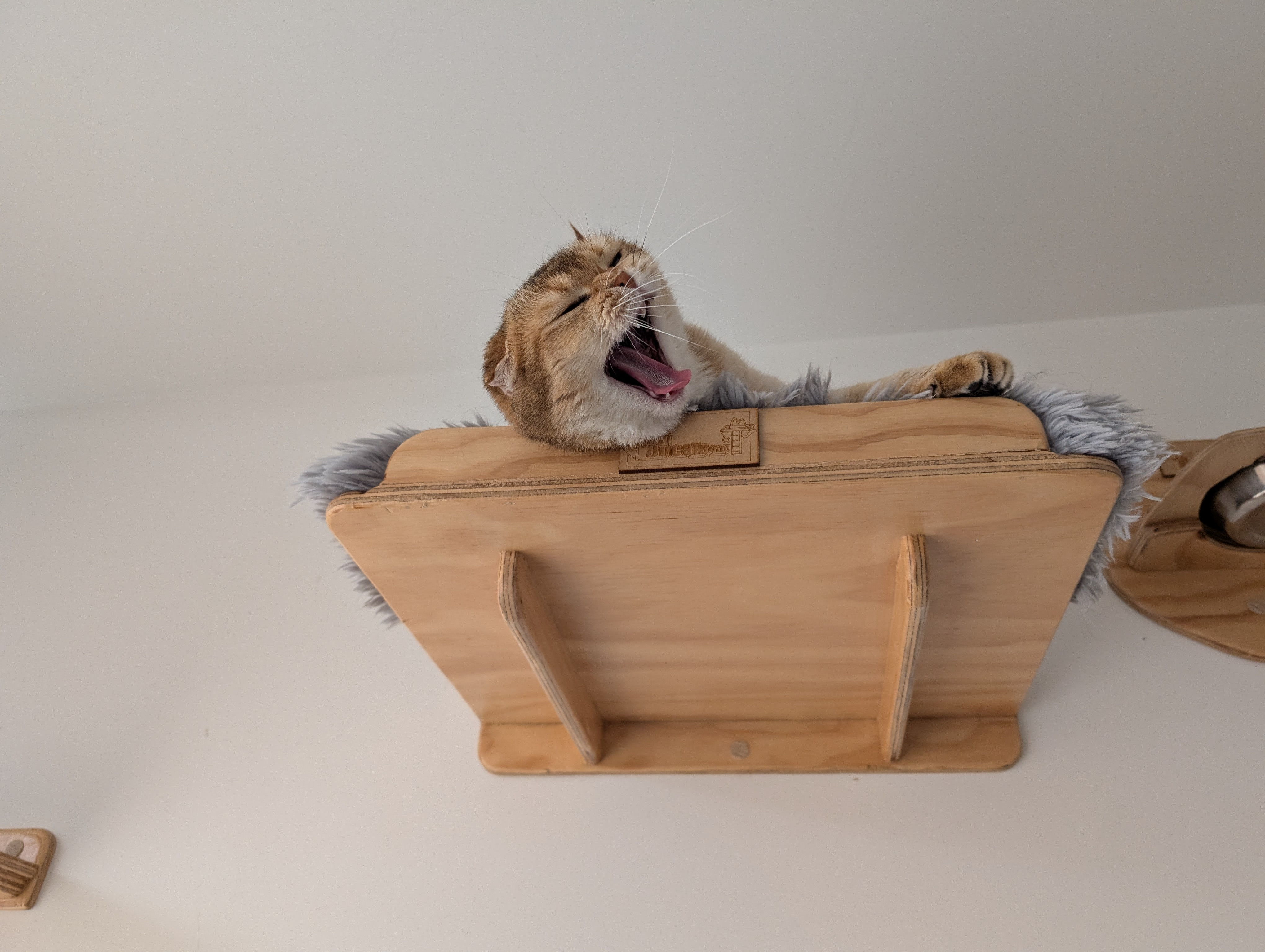 Llegada de un nuevo gatito al Hogar Llegada de un nuevo gatito al Hogar