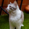 Britsh Shorthair