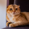 Scottish Fold